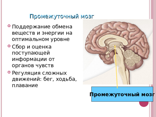 Промежуточный мозг Поддержание обмена веществ и энергии на оптимальном уровне Сбор и оценка поступающей информации от органов чувств Регуляция сложных движений: бег, ходьба, плавание Промежуточный мозг