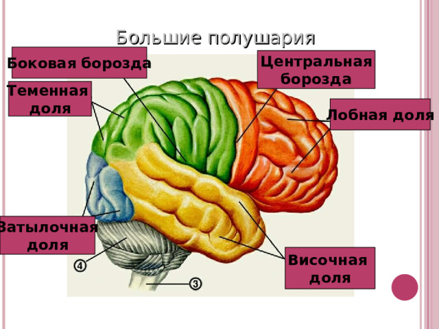 Большие полушария Боковая борозда Центральная борозда Теменная доля Лобная доля Затылочная доля Височная доля