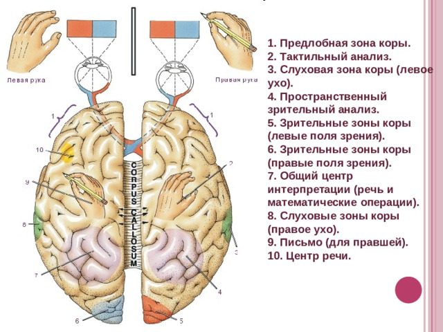 1. Предлобная зона коры. 2. Тактильный анализ. 3. Слуховая зона коры (левое ухо). 4. Пространственный зрительный анализ. 5. Зрительные зоны коры (левые поля зрения). 6. Зрительные зоны коры (правые поля зрения). 7. Общий центр интерпретации (речь и математические операции). 8. Слуховые зоны коры (правое ухо). 9. Письмо (для правшей). 10. Центр речи.