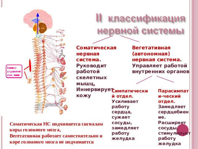 Соматическая нервная система. Вегетативная (автономная) нервная система. Руководит работой скелетных мышц, Иннервирует кожу Управляет работой внутренних органов Симпатический отдел. Парасимпати-ческий отдел. Усиливает работу сердца, сужает сосуды, замедляет работу желудка Замедляет сердцебиение. Расширяет сосуды, стимулирует работу желудка Соматическая НС подчиняется сигналам коры головного мозга, Вегетативная работает самостоятельно и коре головного мозга не подчиняется