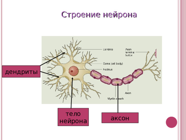 Строение нейрона дендриты тело нейрона аксон