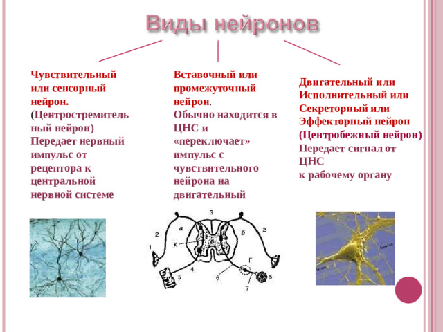 Чувствительный или сенсорный нейрон. Вставочный или промежуточный нейрон . ( Центростремительный нейрон) Обычно находится в ЦНС и «переключает» импульс с чувствительного нейрона на двигательный Передает нервный импульс от рецептора к центральной нервной системе Двигательный или Исполнительный или Секреторный или Эффекторный нейрон (Центробежный нейрон) Передает сигнал от ЦНС к рабочему органу