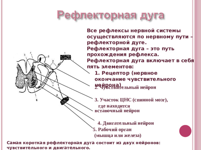 Все рефлексы нервной системы осуществляются по нервному пути – рефлекторной дуге. Рефлекторная дуга – это путь прохождения рефлекса. Рефлекторная дуга включает в себя пять элементов: 1. Рецептор (нервное окончание чувствительного нейрона) 2 . Чувствительный  нейрон 3. Участок ЦНС (спинной мозг), где находится вставочный  нейрон 4. Двигательный нейрон 5. Рабочий орган  (мышца или железа) Самая короткая рефлекторная дуга состоит из двух нейронов: чувствительного и двигательного.