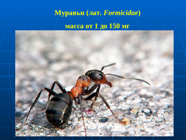 Муравьи (лат.  Formicidae )   масса от 1 до 150 мг