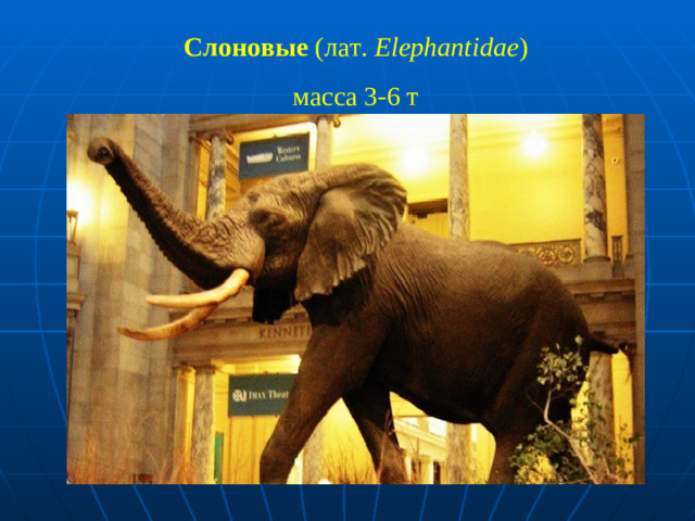 Слоновые (лат.  Elephantidae ) масса 3-6 т