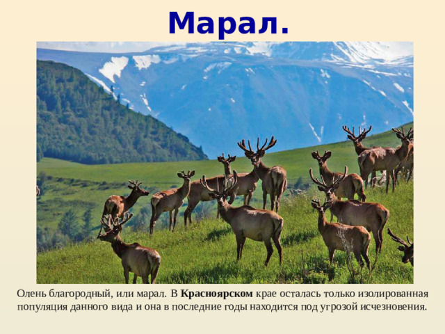 Марал. Олень благородный, или марал. В  Красноярском  крае осталась только изолированная популяция данного вида и она в последние годы находится под угрозой исчезновения.