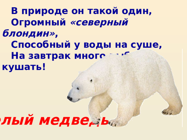 В природе он такой один, Огромный  «северный блондин» , Способный у воды на суше, На завтрак много рыбы кушать! Белый медведь