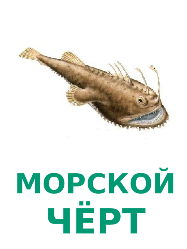 МОРСКОЙ ЧЁРТ