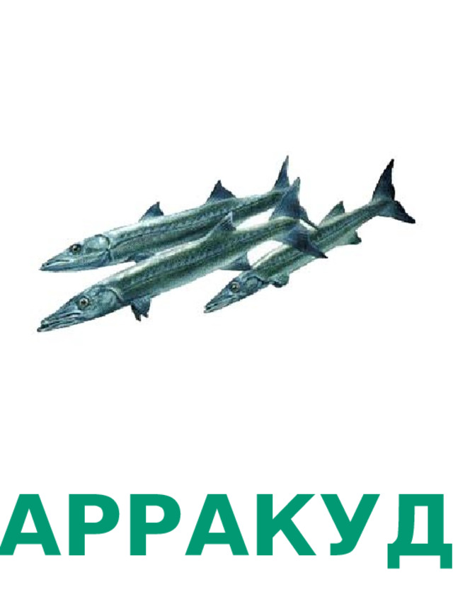 БАРРАКУДА