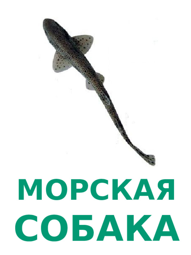 МОРСКАЯ СОБАКА