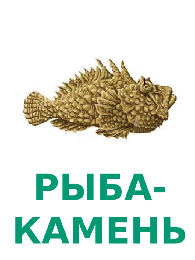 РЫБА- КАМЕНЬ