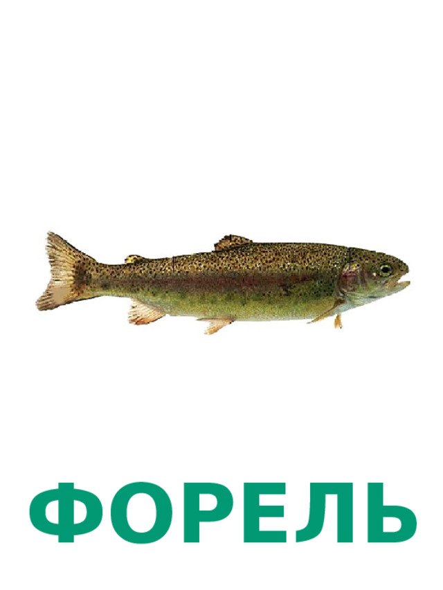 ФОРЕЛЬ