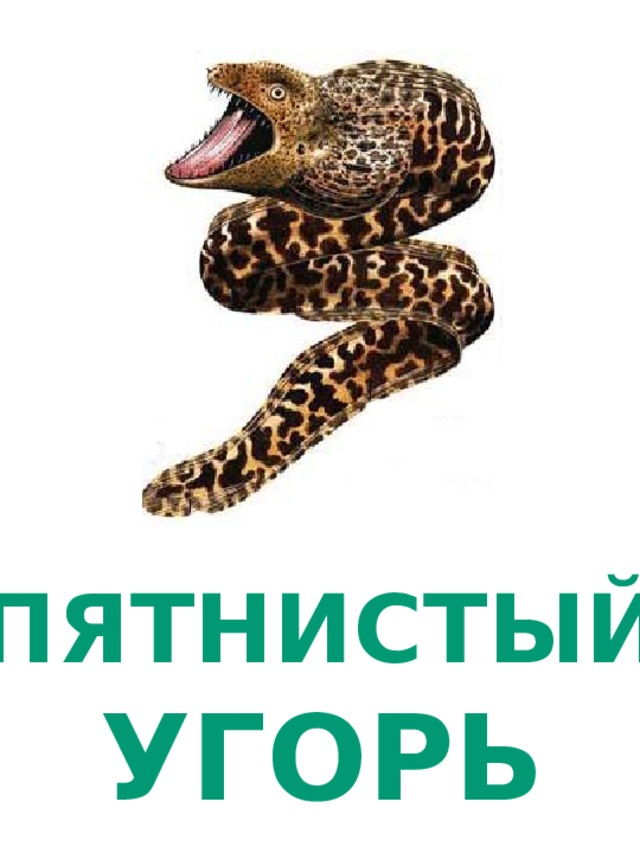 ПЯТНИСТЫЙ УГОРЬ