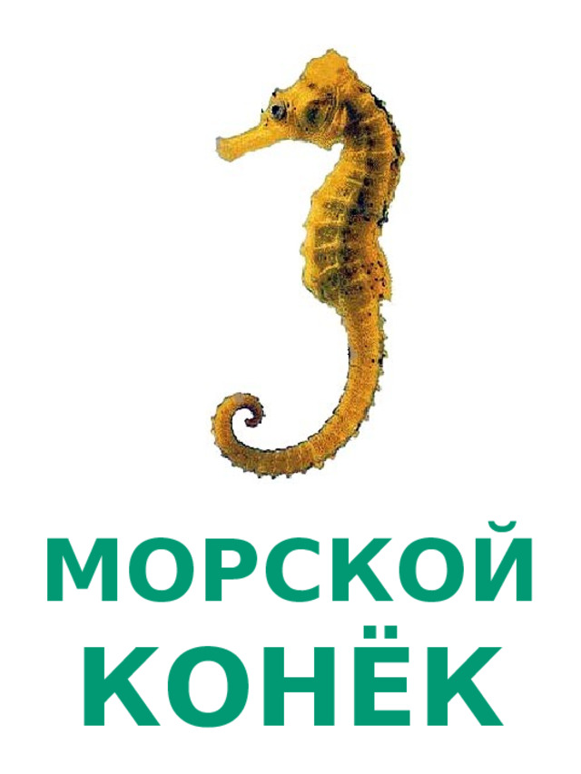 МОРСКОЙ КОНЁК