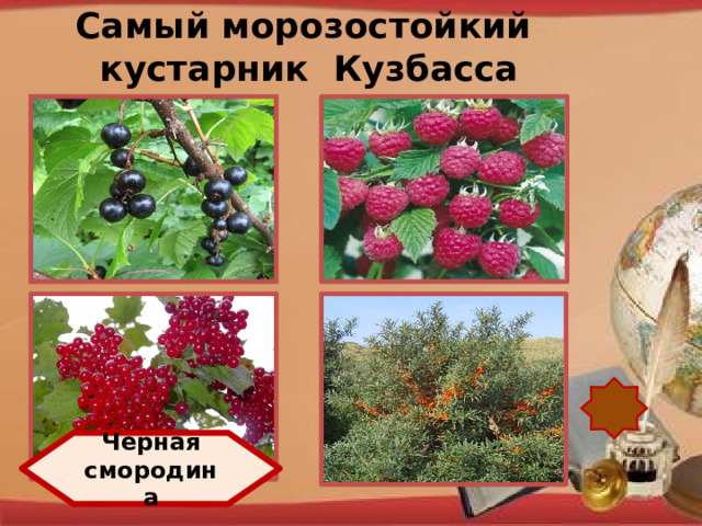 Самый морозостойкий кустарник Кузбасса http://pedsovet.su/load/321 Черная смородина