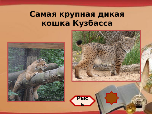 Самая крупная дикая кошка Кузбасса http://pedsovet.su/load/321 Рысь