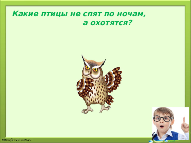 Какие птицы не спят по ночам, а охотятся?