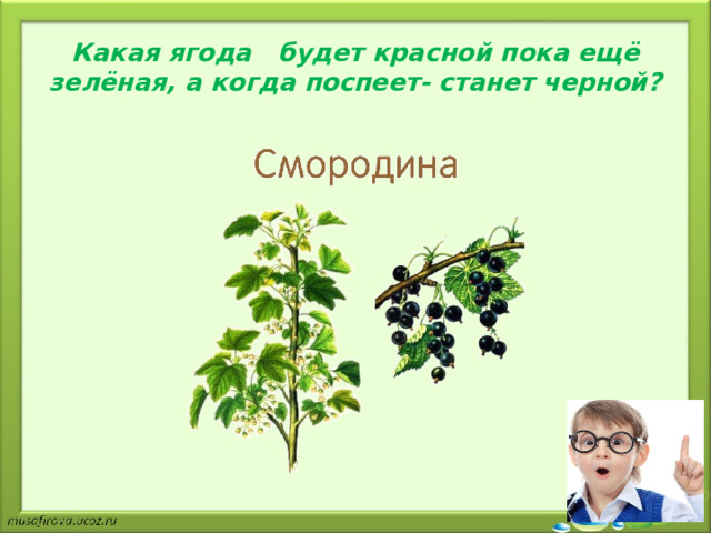 Какая ягода будет красной пока ещё зелёная, а когда поспеет- станет черной?