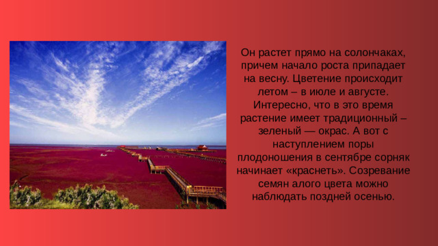 Он растет прямо на солончаках, причем начало роста припадает на весну. Цветение происходит летом – в июле и августе. Интересно, что в это время растение имеет традиционный – зеленый — окрас. А вот с наступлением поры плодоношения в сентябре сорняк начинает «краснеть». Созревание семян алого цвета можно наблюдать поздней осенью.