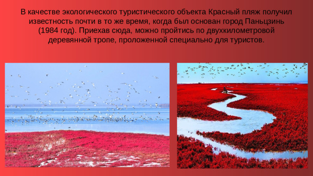 В качестве экологического туристического объекта Красный пляж получил известность почти в то же время, когда был основан город Паньцзинь (1984 год). Приехав сюда, можно пройтись по двухкилометровой деревянной тропе, проложенной специально для туристов.