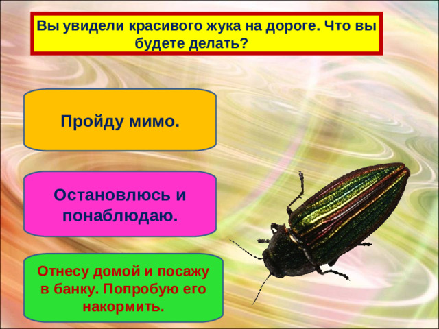 Вы  увидели красивого жука на дороге. Что вы  будете делать? Пройду мимо. Остановлюсь и понаблюдаю. Отнесу домой и посажу в банку. Попробую его накормить.