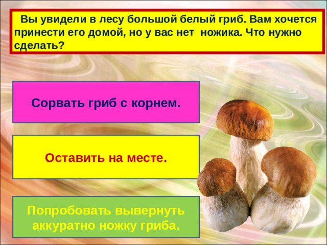 Вы увидели в лесу большой белый гриб. Вам хочется принести его домой, но у вас нет ножика. Что нужно сделать? Сорвать гриб с корнем. Оставить на месте. Попробовать вывернуть аккуратно ножку гриба.