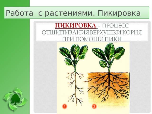 Работа с растениями. Пикировка