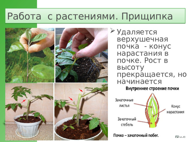 Работа с растениями. Прищипка Удаляется верхушечная почка - конус нарастания в почке. Рост в высоту прекращается, но начинается ветвление.