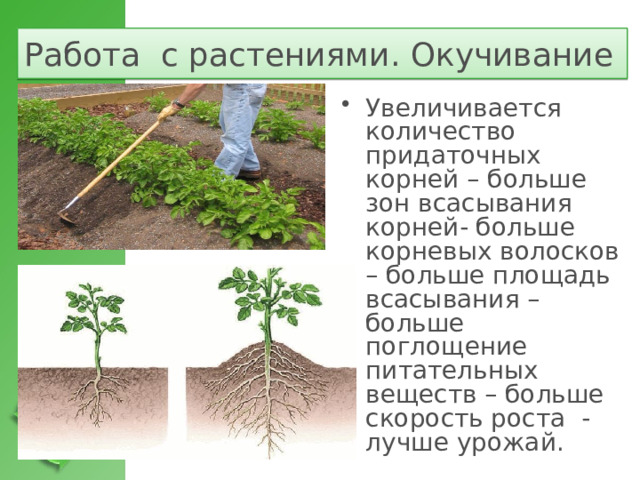 Работа с растениями. Окучивание Увеличивается количество придаточных корней – больше зон всасывания корней- больше корневых волосков – больше площадь всасывания – больше поглощение питательных веществ – больше скорость роста - лучше урожай.