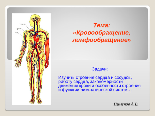 Тема:  «Кровообращение, лимфообращение» Задачи: Изучить строение сердца и сосудов, работу сердца, закономерности движения крови и особенности строения и функции лимфатической системы. Пименов А.В.