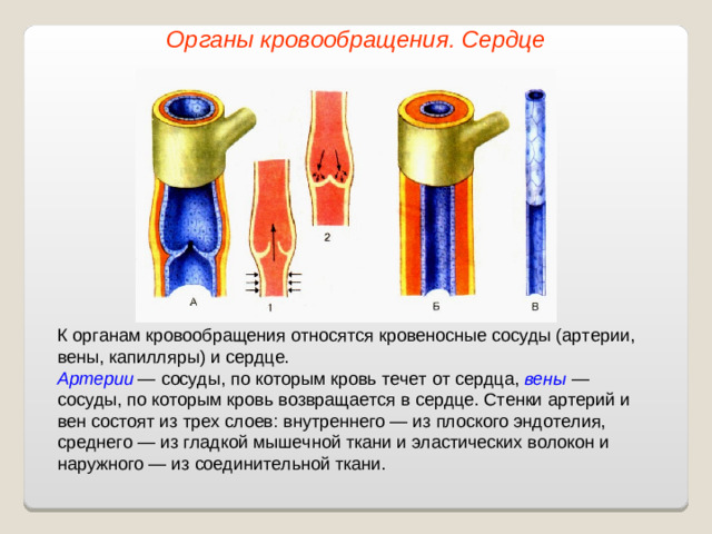 Органы кровообращения. Сердце К органам кровообращения относятся кровеносные сосуды (артерии, вены, капилляры) и сердце. Артерии — сосуды, по которым кровь течет от сердца, вены — сосуды, по которым кровь возвращается в сердце. Стенки артерий и вен состоят из трех слоев: внутреннего — из плоского эндотелия, среднего — из гладкой мышечной ткани и эластических волокон и наружного — из соединительной ткани.