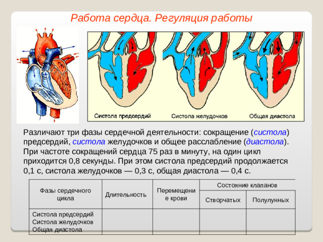 Работа сердца. Регуляция работы Различают три фазы сердечной деятельности: сокращение ( систола ) предсердий, систола желудочков и общее расслабление ( диастола ). При частоте сокращений сердца 75 раз в минуту, на один цикл приходится 0,8 секунды. При этом систола предсердий продолжается 0,1 с, систола желудочков — 0,3 с, общая диастола — 0,4 с. Фазы сердечного цикла Длительность Систола предсердий Систола желудочков Общая диастола Перемещение крови Состояние клапанов Створчатых Полулунных