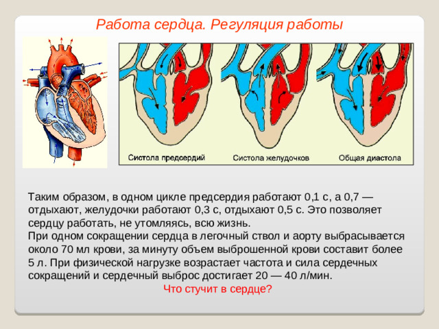 Работа сердца. Регуляция работы Таким образом, в одном цикле предсердия работают 0,1 с, а 0,7 — отдыхают, желудочки работают 0,3 с, отдыхают 0,5 с. Это позволяет сердцу работать, не утомляясь, всю жизнь. При одном сокращении сердца в легочный ствол и аорту выбрасывается около 70 мл крови, за минуту объем выброшенной крови составит более 5 л. При физической нагрузке возрастает частота и сила сердечных сокращений и сердечный выброс достигает 20 — 40 л/мин. Что стучит в сердце?