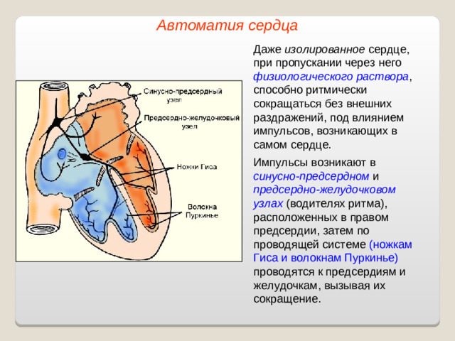 Автоматия сердца Даже изолированное сердце, при пропускании через него физиологического раствора , способно ритмически сокращаться без внешних раздражений, под влиянием импульсов, возникающих в самом сердце. Импульсы возникают в синусно-предсердном и предсердно-желудочковом узлах (водителях ритма), расположенных в правом предсердии, затем по проводящей системе (ножкам Гиса и волокнам Пуркинье) проводятся к предсердиям и желудочкам, вызывая их сокращение.