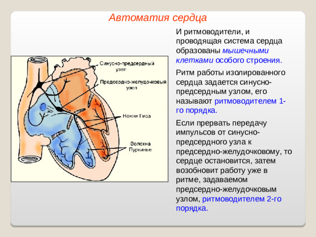 Автоматия сердца И ритмоводители, и проводящая система сердца образованы мышечными клетками особого строения.  Ритм работы изолированного сердца задается синусно-предсердным узлом, его называют ритмоводителем 1-го порядка. Если прервать передачу импульсов от синусно-предсердного узла к предсердно-желудочковому, то сердце остановится, затем возобновит работу уже в ритме, задаваемом предсердно-желудочковым узлом, ритмоводителем 2-го порядка.