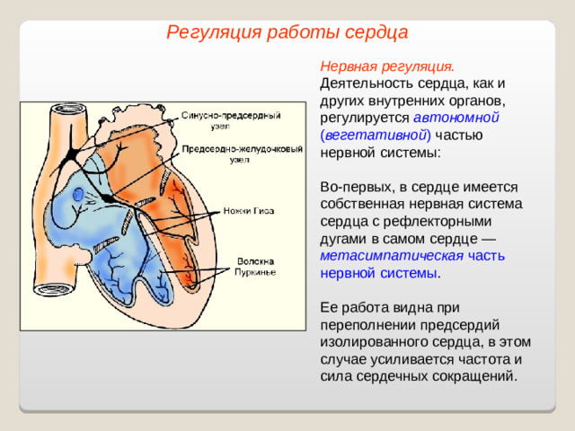 Регуляция работы сердца Нервная регуляция.  Деятельность сердца, как и других внутренних органов, регулируется автономной ( вегетативной ) частью нервной системы: Во-первых, в сердце имеется собственная нервная система сердца с рефлекторными дугами в самом сердце — метасимпатическая часть нервной системы . Ее работа видна при переполнении предсердий изолированного сердца, в этом случае усиливается частота и сила сердечных сокращений.