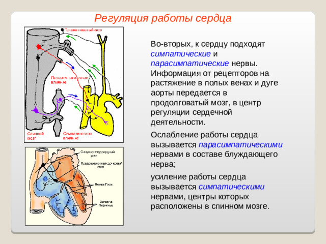 Регуляция работы сердца Во-вторых, к сердцу подходят симпатические и парасимпатические нервы. Информация от рецепторов на растяжение в полых венах и дуге аорты передается в продолговатый мозг, в центр регуляции сердечной деятельности. Ослабление работы сердца вызывается парасимпатическими нервами в составе блуждающего нерва; усиление работы сердца вызывается симпатическими нервами, центры которых расположены в спинном мозге.