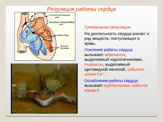 Регуляция работы сердца Гуморальная регуляция.  На деятельность сердца влияет и ряд веществ, поступающих в кровь. Усиление работы сердца вызывают адреналин , выделяемый надпочечниками, тироксин , выделяемый щитовидной железой, избыток ионов Са 2+ . Ослабление работы сердца вызывает ацетилхолин , избыток ионов К + .