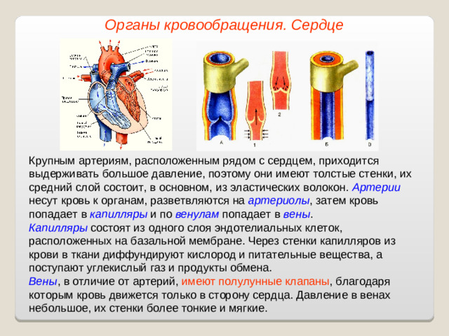 Органы кровообращения. Сердце Крупным артериям, расположенным рядом с сердцем, приходится выдерживать большое давление, поэтому они имеют толстые стенки, их средний слой состоит, в основном, из эластических волокон. Артерии несут кровь к органам, разветвляются на артериолы , затем кровь попадает в капилляры и по венулам попадает в вены . Капилляры состоят из одного слоя эндотелиальных клеток, расположенных на базальной мембране. Через стенки капилляров из крови в ткани диффундируют кислород и питательные вещества, а поступают углекислый газ и продукты обмена. Вены , в отличие от артерий, имеют полулунные клапаны , благодаря которым кровь движется только в сторону сердца. Давление в венах небольшое, их стенки более тонкие и мягкие.