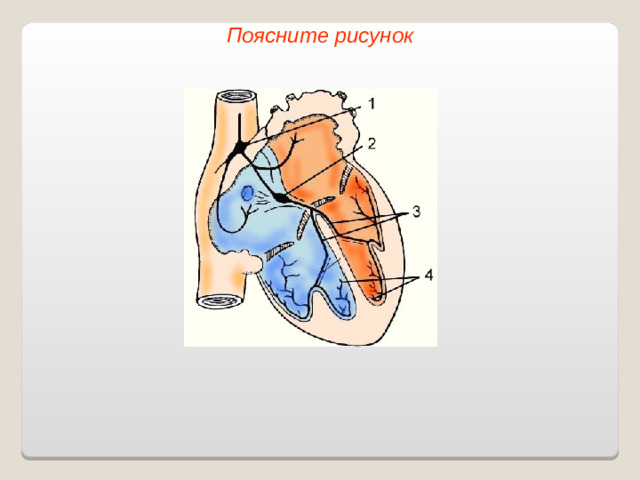 Поясните рисунок