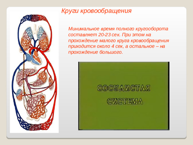 Круги кровообращения Минимальное время полного кругооборота составляет 20-23 сек. При этом на прохождение малого круга кровообращения приходится около 4 сек, а остальное – на прохождение большого.
