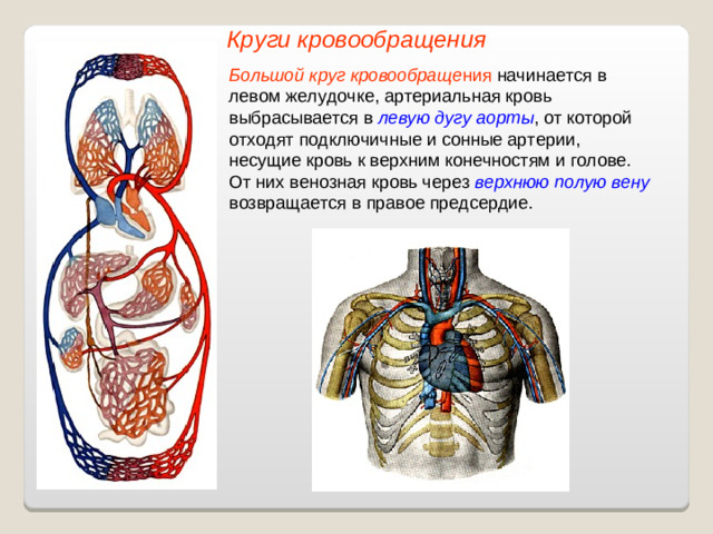 Круги кровообращения Большой круг кровообраще ния начинается в левом желудочке, артериальная кровь выбрасывается в левую дугу аорты , от которой отходят подключичные и сонные артерии, несущие кровь к верхним конечностям и голове. От них венозная кровь через верхнюю полую вену возвращается в правое предсердие.