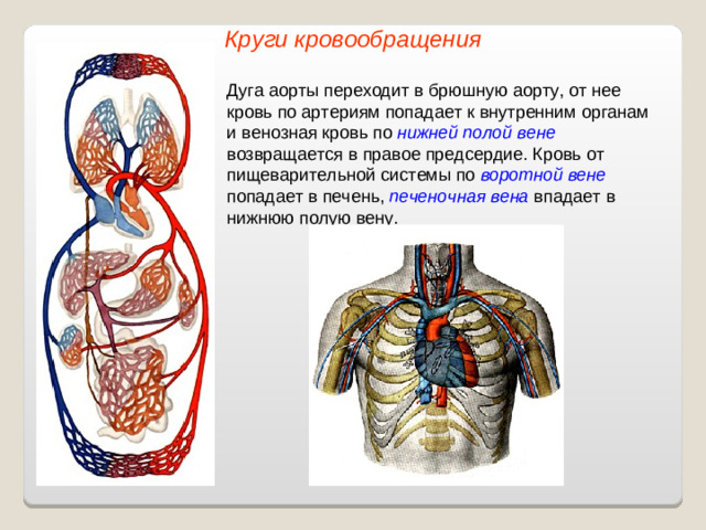 Круги кровообращения Дуга аорты переходит в брюшную аорту, от нее кровь по артериям попадает к внутренним органам и венозная кровь по нижней полой вене возвращается в правое предсердие. Кровь от пищеварительной системы по воротной вене попадает в печень, печеночная вена впадает в нижнюю полую вену.