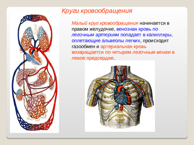 Круги кровообращения Малый круг кровообращения начинается в правом желудочке, венозная кровь по легочным  артериям попадает в капилляры, оплетающие альвеолы легких , происходит газообмен и артериальная кровь возвращается по четырем легочным венам в левое предсердие .