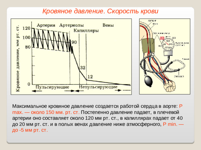 Кровяное давление. Скорость крови Максимальное кровяное давление создается работой сердца в аорте:  P max. — около 150 мм. рт. ст. Постепенно давление падает, в плечевой артерии оно составляет около 120 мм рт. ст., в капиллярах падает от 40 до 20 мм рт. ст. и в полых венах давление ниже атмосферного, Р min. — до -5 мм рт. ст.