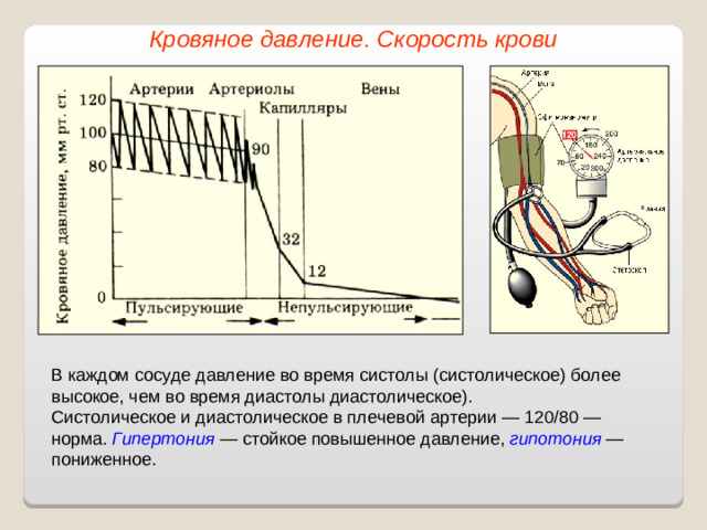 Кровяное давление. Скорость крови В каждом сосуде давление во время систолы (систолическое) более высокое, чем во время диастолы диастолическое). Систолическое и диастолическое в плечевой артерии — 120/80 — норма. Гипертония — стойкое повышенное давление, гипотония — пониженное.