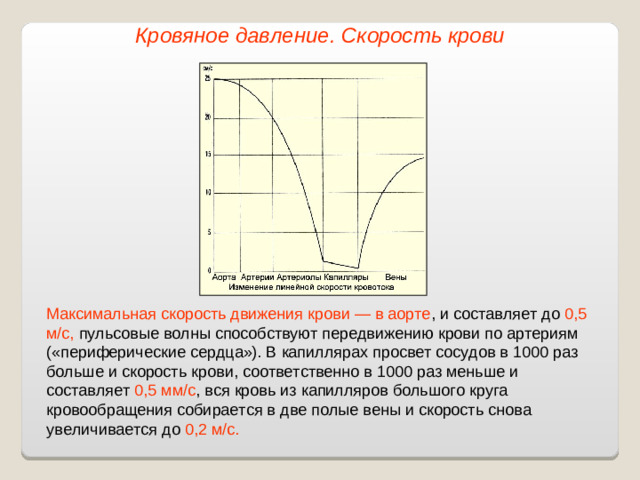 Кровяное давление. Скорость крови Максимальная скорость движения крови — в аорте , и составляет до 0,5 м/с, пульсовые волны способствуют передвижению крови по артериям («периферические сердца»). В капиллярах просвет сосудов в 1000 раз больше и скорость крови, соответственно в 1000 раз меньше и составляет 0,5 мм/с , вся кровь из капилляров большого круга кровообращения собирается в две полые вены и скорость снова увеличивается до 0,2 м/с.