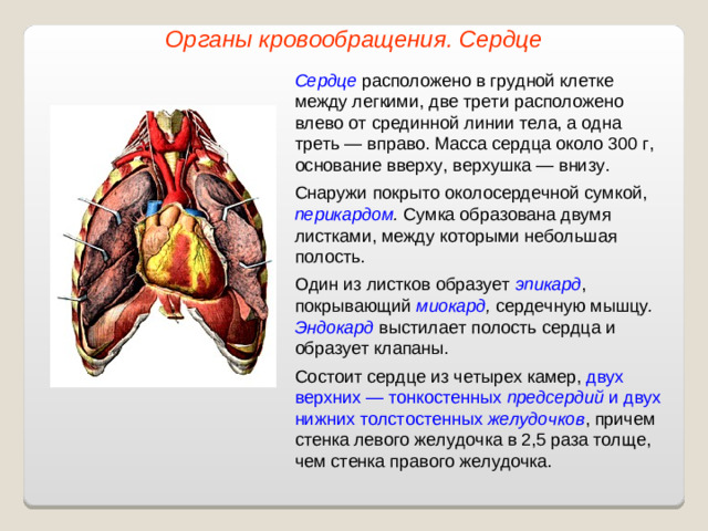 Органы кровообращения. Сердце Сердце расположено в грудной клетке между легкими, две трети расположено влево от срединной линии тела, а одна треть — вправо. Масса сердца около 300 г, основание вверху, верхушка — внизу. Снаружи покрыто околосердечной сумкой, перикардом . Сумка образована двумя листками, между которыми небольшая полость. Один из листков образует эпикард , покрывающий миокард , сердечную мышцу .  Эндокард выстилает полость сердца и образует клапаны. Состоит сердце из четырех камер, двух верхних — тонкостенных предсердий и двух нижних толстостенных желудочков , причем стенка левого желудочка в 2,5 раза толще, чем стенка правого желудочка.