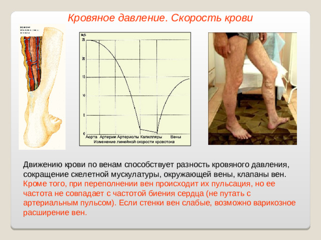 Кровяное давление. Скорость крови Движению крови по венам способствует разность кровяного давления, сокращение скелетной мускулатуры, окружающей вены, клапаны вен. Кроме того, при переполнении вен происходит их пульсация, но ее частота не совпадает с частотой биения сердца (не путать с артериальным пульсом).  Если стенки вен слабые, возможно варикозное расширение вен.