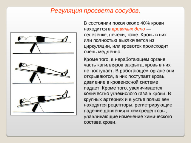 Регуляция просвета сосудов. В состоянии покоя около 40% крови находится в кровяных депо — селезенке, печени, коже. Кровь в них или полностью выключается из циркуляции, или кровоток происходит очень медленно. Кроме того, в неработающем органе часть капилляров закрыта, кровь в них не поступает. В работающем органе они открываются, в них поступает кровь, давление в кровеносной системе падает. Кроме того, увеличивается количество углекислого газа в крови. В крупных артериях и в устье полых вен находятся рецепторы, регистрирующие падение давления и хеморецепторы, улавливающие изменение химического состава крови.